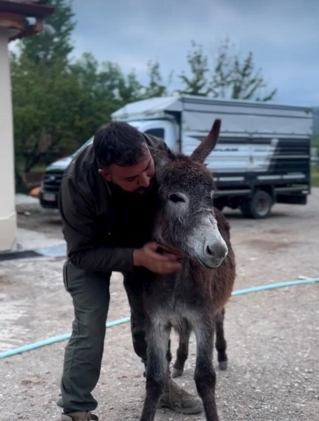 Eşeğin köpeği kovalaması sosyal medyada viral oldu
