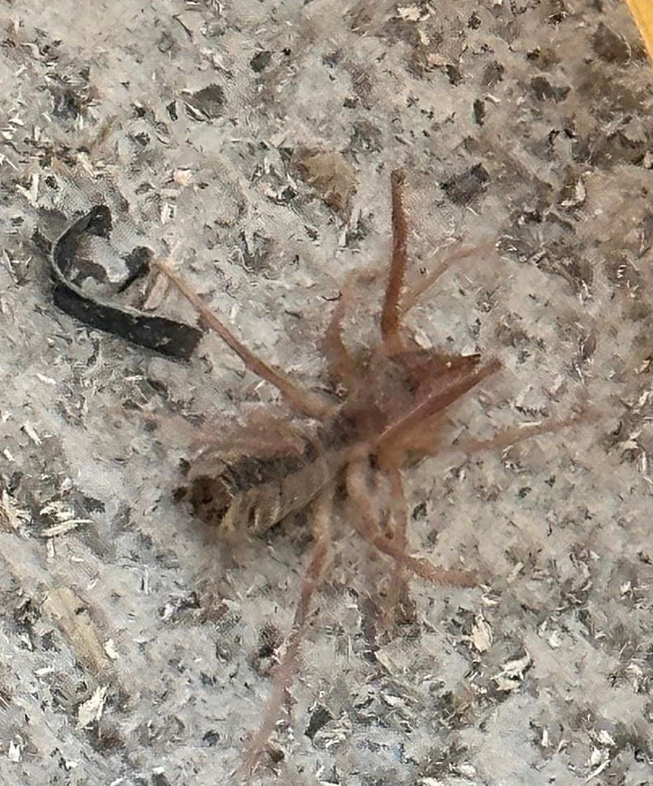 Konya&rsquo;da etobur "Sarıkız" &ouml;r&uuml;mceği g&ouml;r&uuml;ld&uuml;
