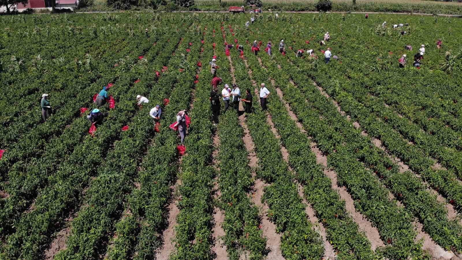 Bafra Ovası’nda kapya biber hasadı başladı