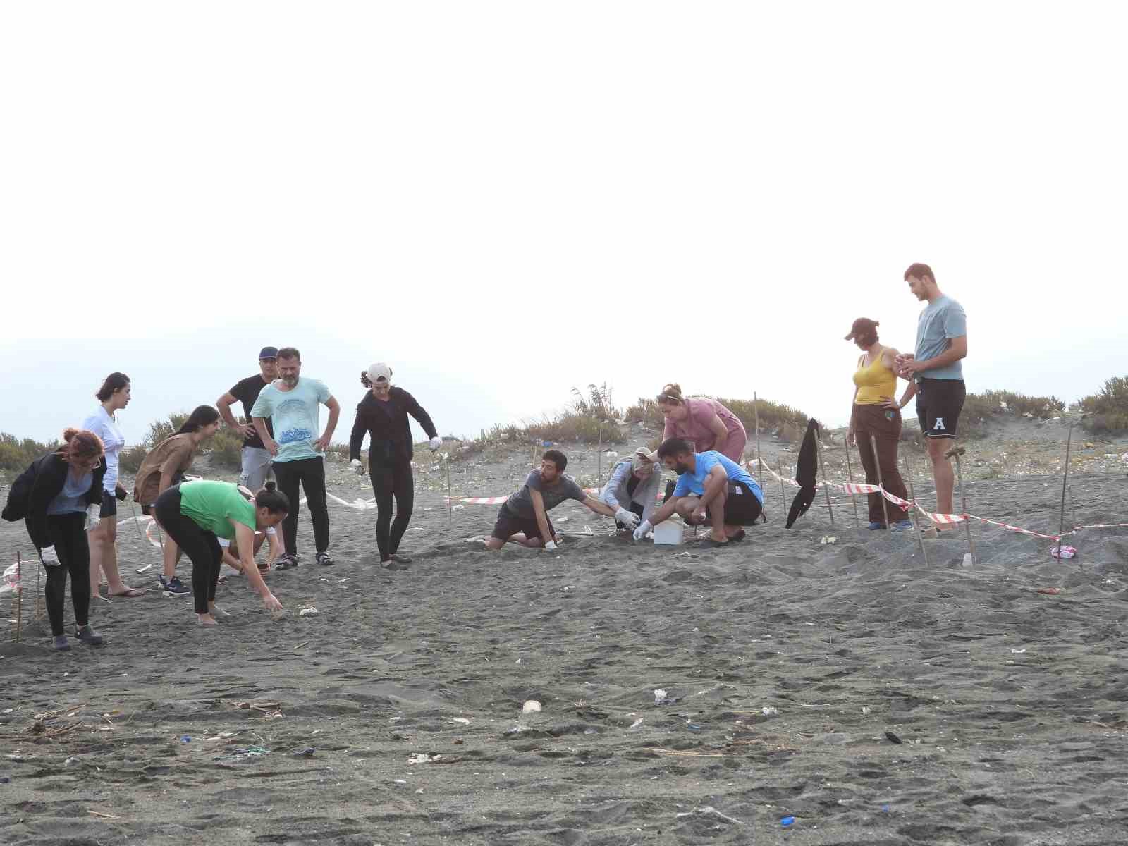 Hatay’da yavru kaplumbağalar denizle buluştu