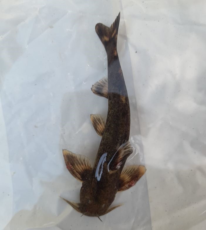 Habur &Ccedil;ayı&rsquo;nda &rsquo;İğneli bodur yayın balığı&rsquo; amat&ouml;r balık&ccedil;ıların ağına takıldı
