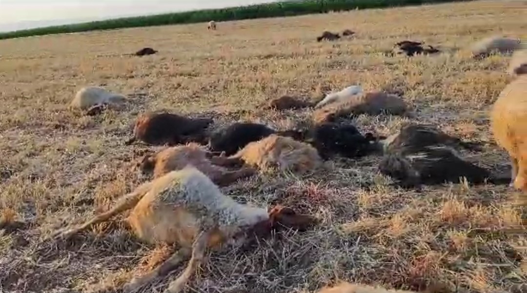 Mardin’de suya karışan zirai ilaç 85 hayvanın telef olmasına neden oldu