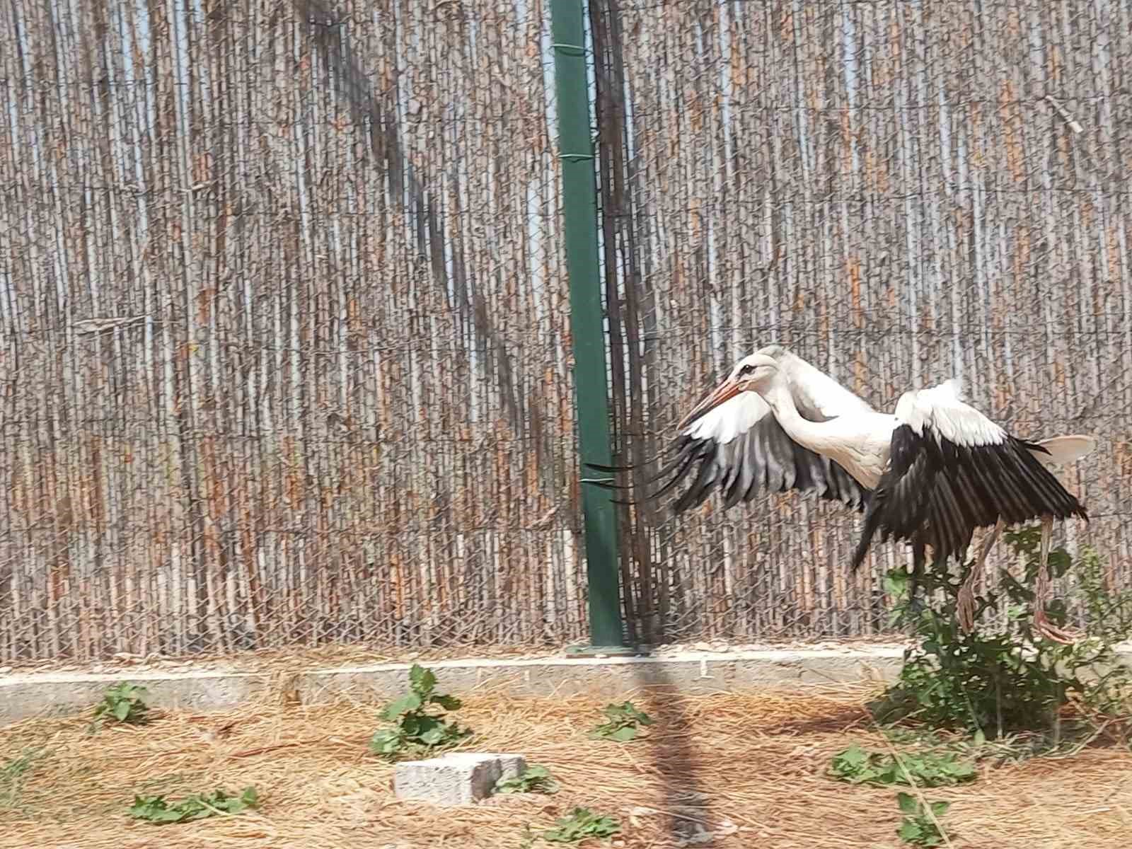 Tedavileri tamamlanan 3 leylek doğaya salındı 
