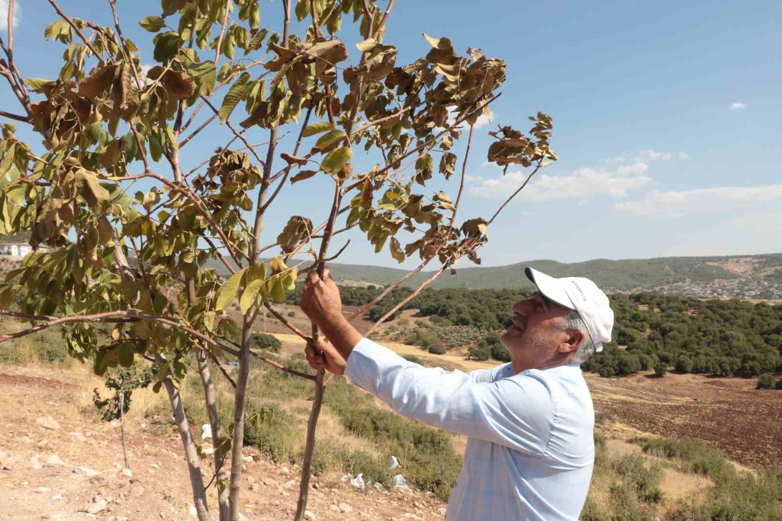 &Ccedil;&ouml;l sıcakları meyve ağa&ccedil;larını kurutuyor
