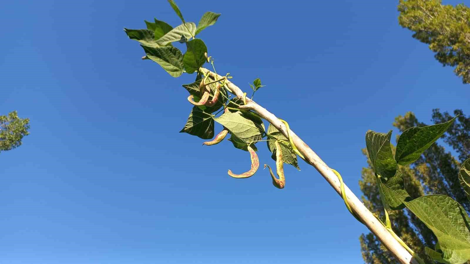 Ata tohumuyla yetiştirilen &lsquo;Araplı fasulyesi&rsquo; hasadı başladı
