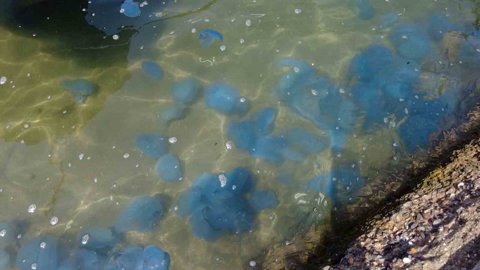 İzmir Foça’da denizanası istilasının ardından vakalar arttı