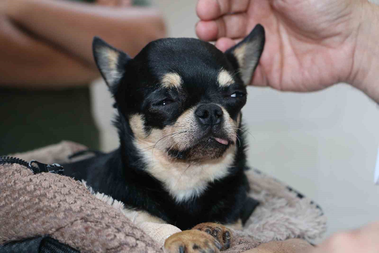 Almanya'da tedavi edilemeyen 'Rocky' isimli köpek şifayı Diyarbakır'da  buldu İhlas Haber Ajansı