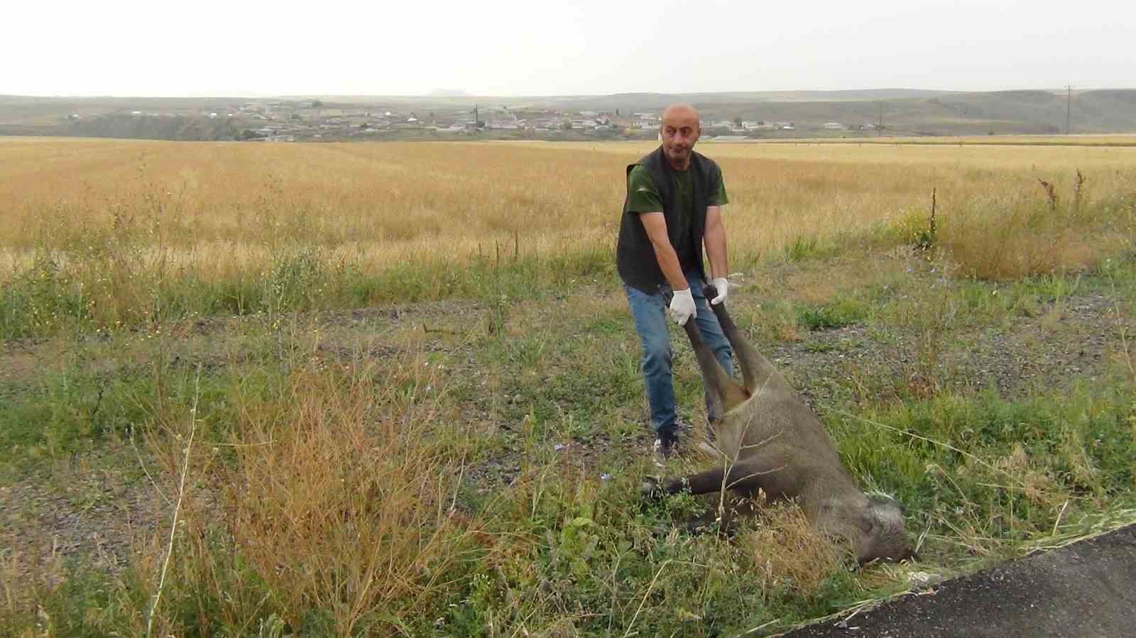 Kars&rsquo;ta otomobilin &ccedil;arptığı domuz telef oldu
