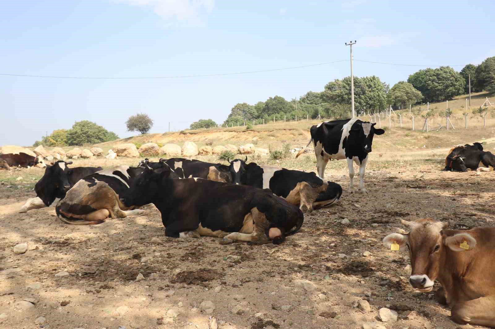 Bolu’da ineklerin serinleme keyfi
