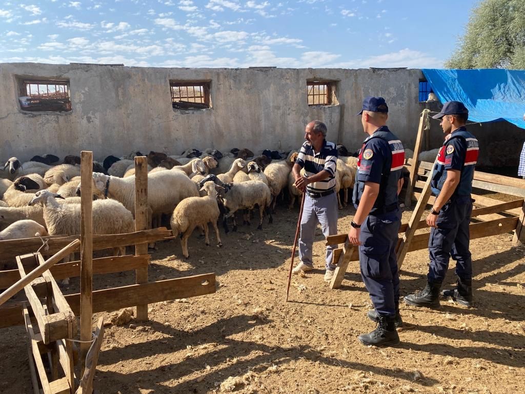 Malatya’da kayıp koyunları jandarma buldu