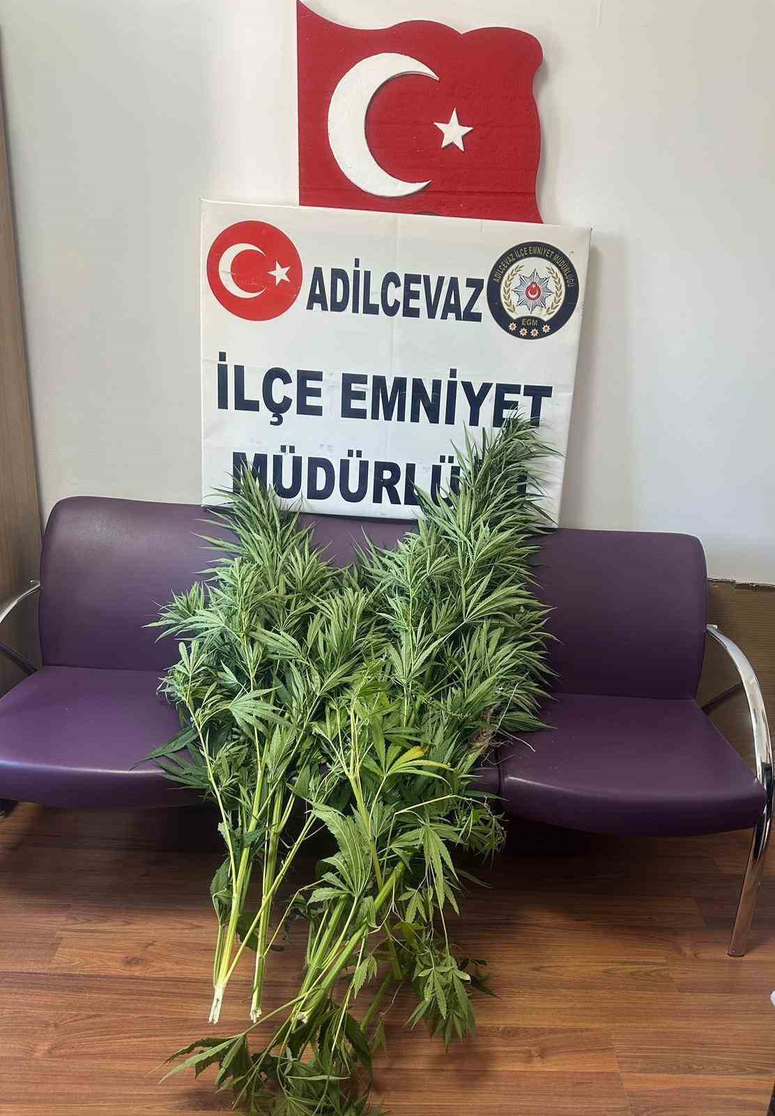 Bitlis’te 10 kök Hint keneviri ele geçirildi
