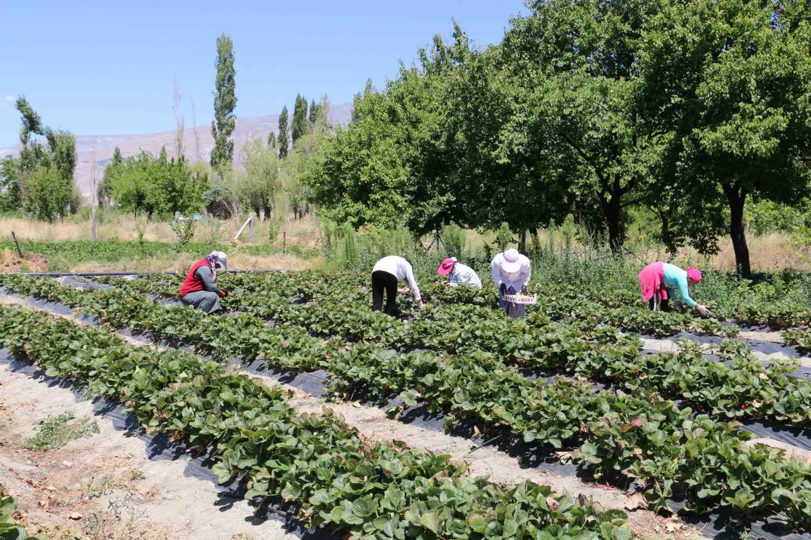 Erzincan’da çilek hasadı