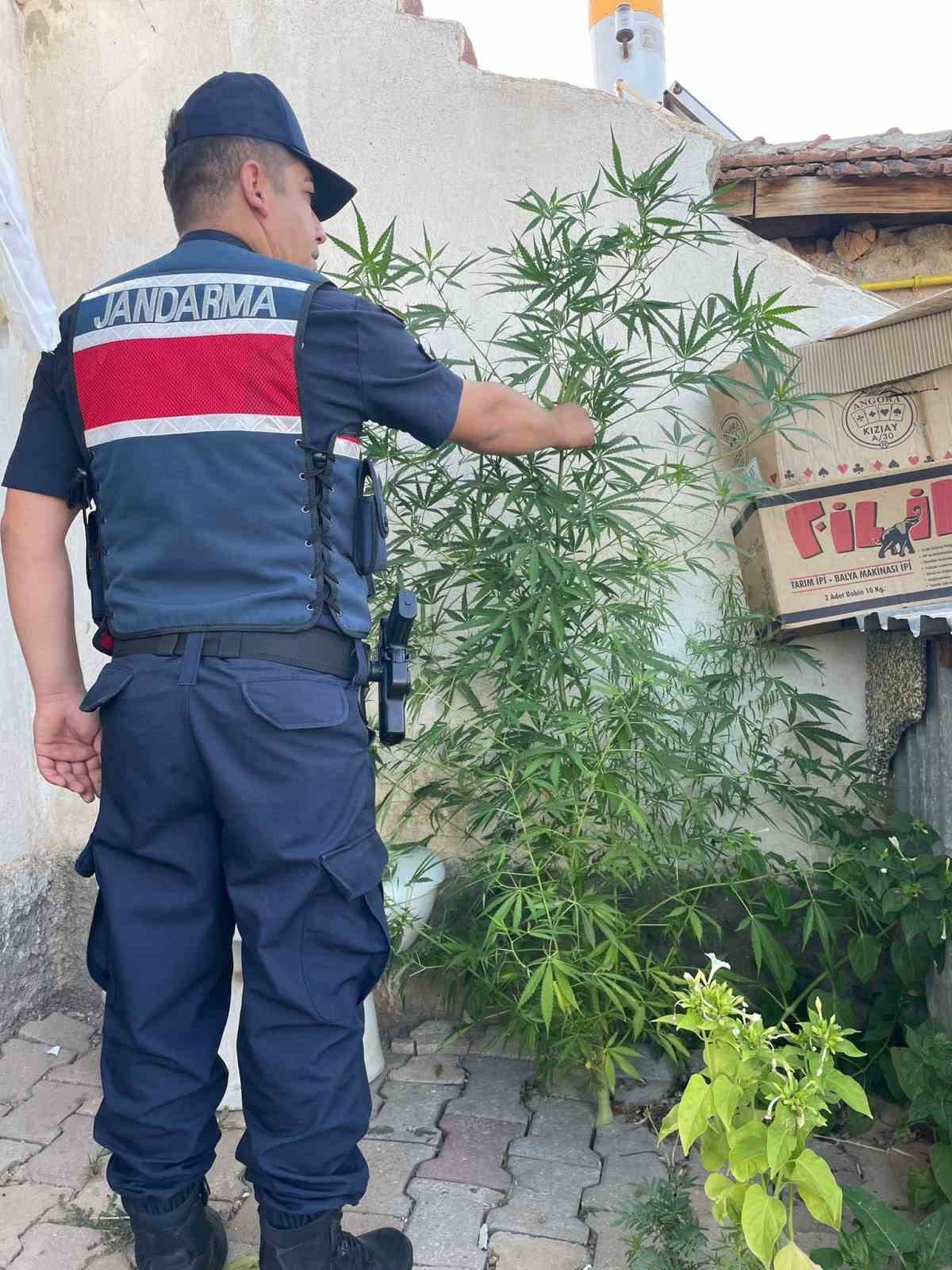 Jandarmadan uyuşturucu operasyonu: &Ccedil;ok sayıda k&ouml;k keneviri ve hap ele ge&ccedil;irildi
