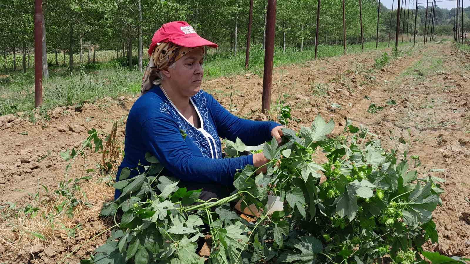 Türkiye’de sadece Bilecik’te yetişen endüstriyel bitki şerbetçi otunun hasadı başladı
