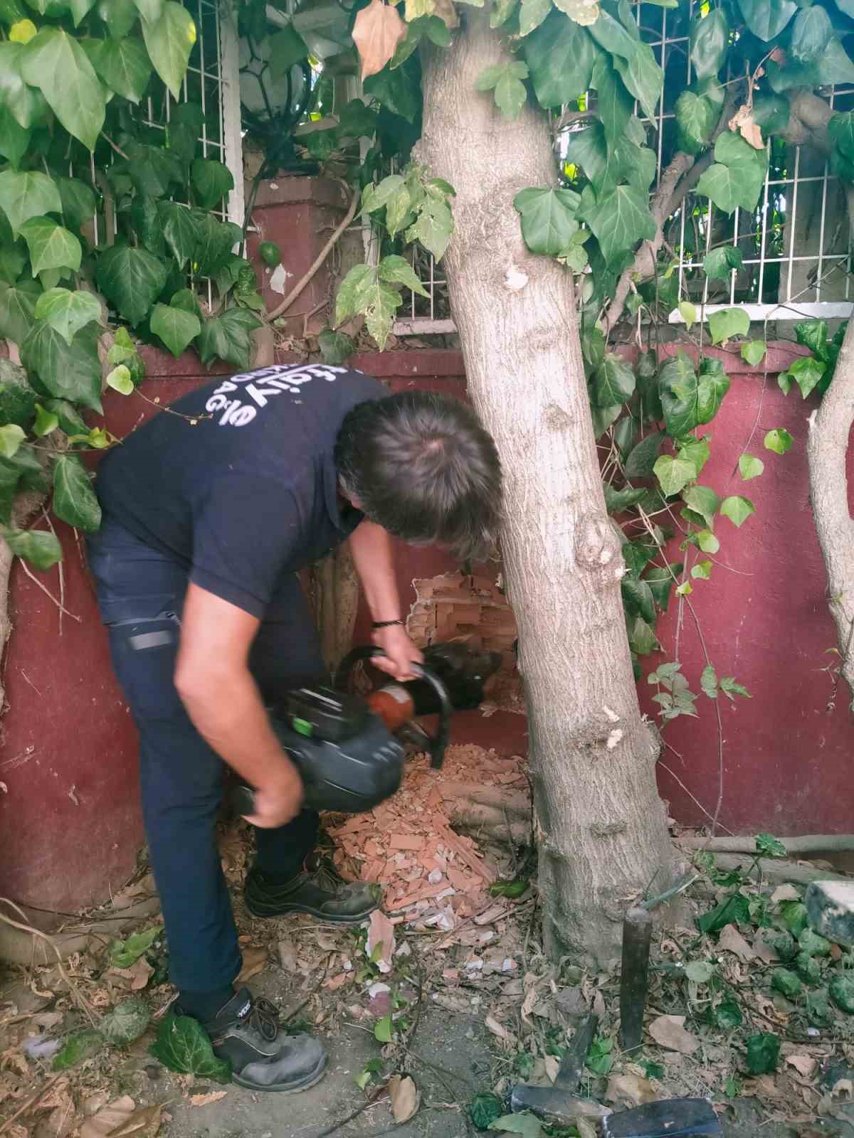 Yavru kedilere ulaşmak için duvarı deldiler