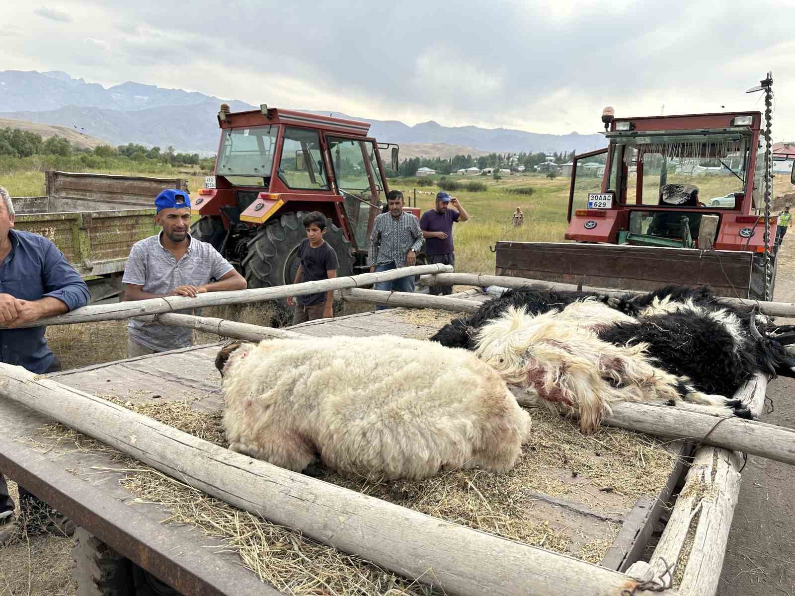 Köpekler sürüye saldırdı, 30’a yakın koyun telef oldu