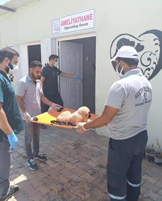 Şiddette maruz kalan k&ouml;pek tedavi altına alındı, ş&uuml;pheli şahıs serbest bırakıldı
