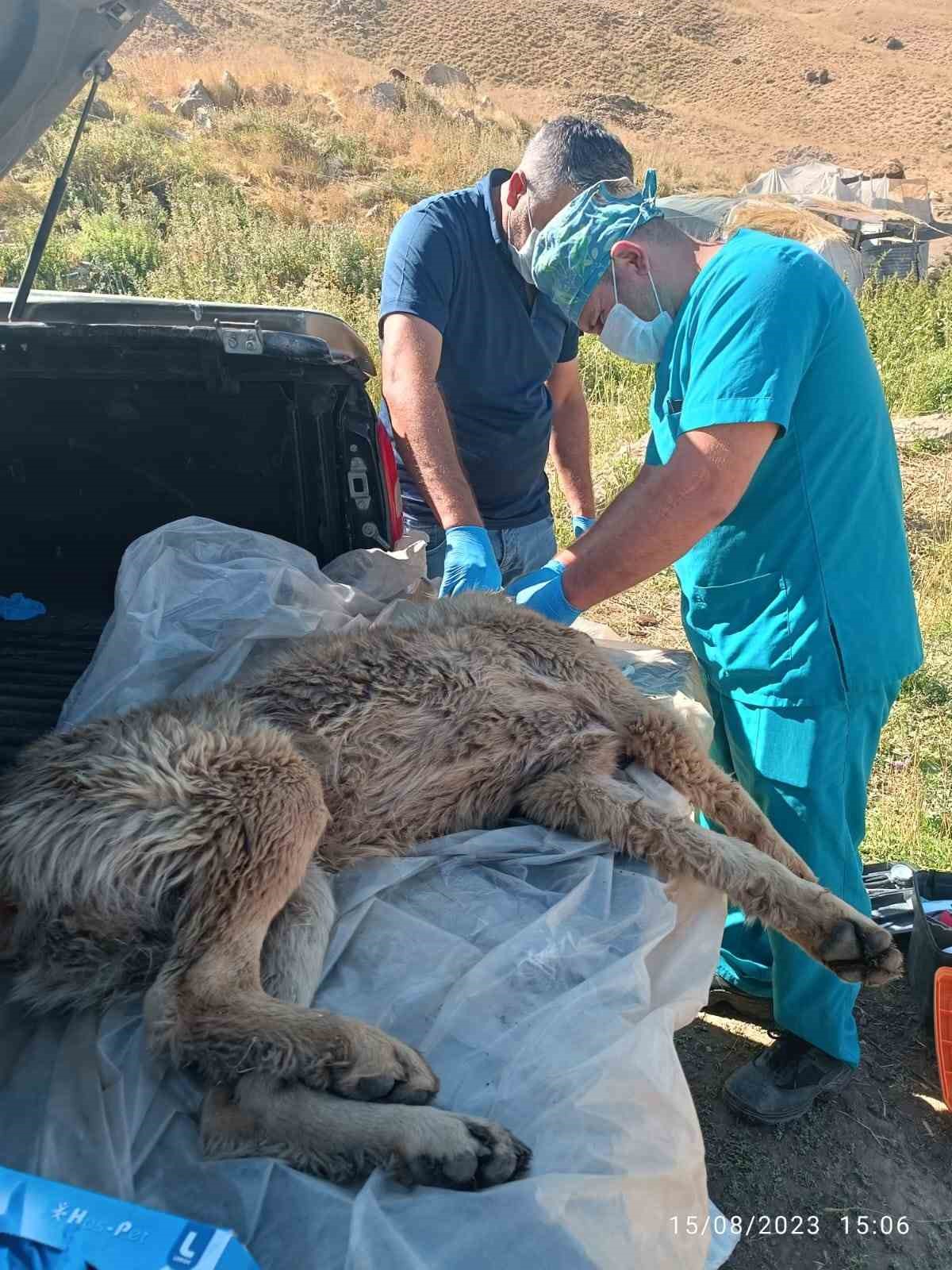Belediye ekipleri yaralı &ccedil;oban k&ouml;peği i&ccedil;in harekete ge&ccedil;ti

