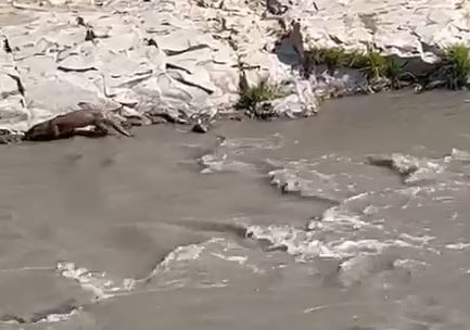 Şırnak’ta su samuru görüntülendi