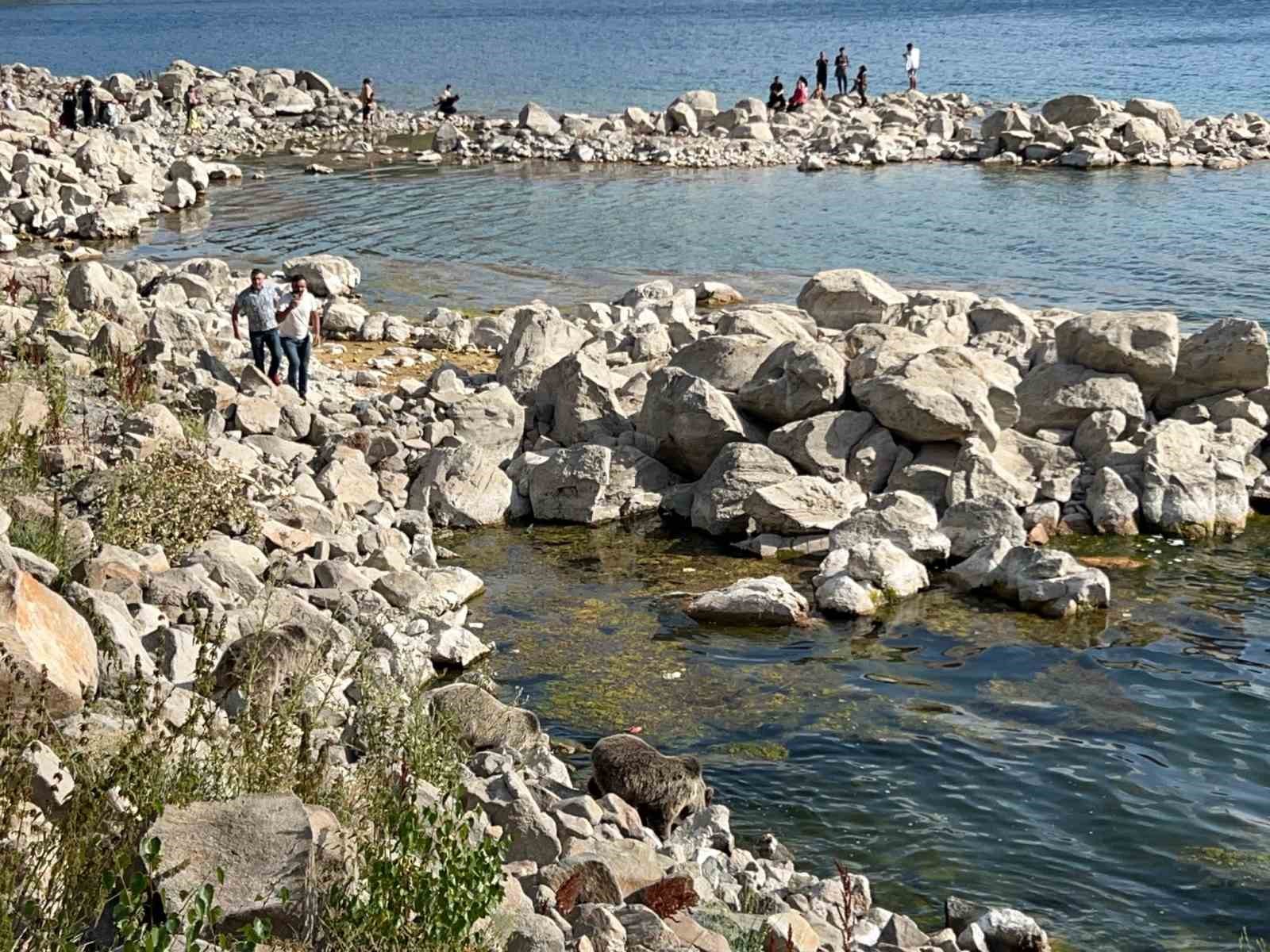 Sıcaktan bunalan yavru boz ayılar Nemrut Krater G&ouml;l&uuml;&rsquo;nde serinledi
