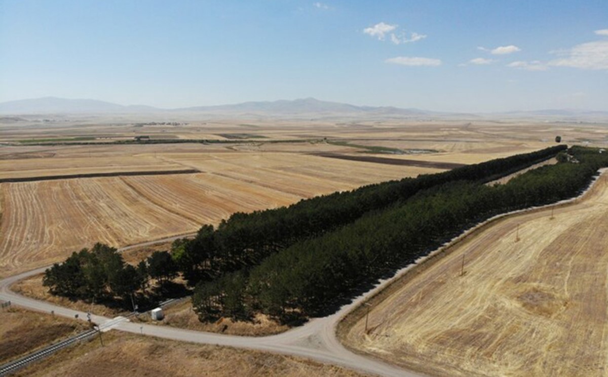 Kars’ta tren istasyonundaki çam ağaçları kuruyor