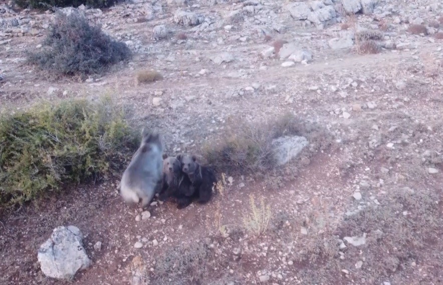 Anne ayı ve 2 yavrusu dron ile g&ouml;r&uuml;nt&uuml;lendi

