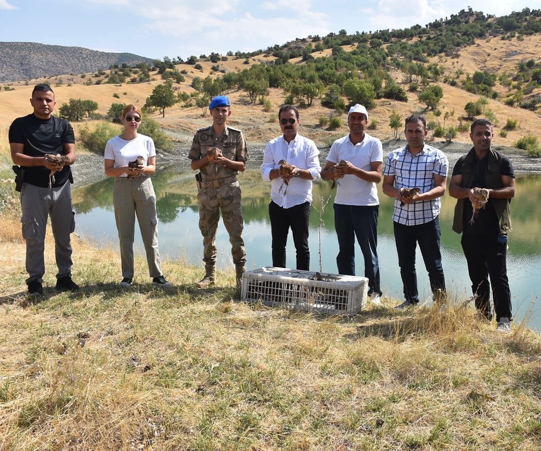 Sason’da 60 sülün doğaya salındı