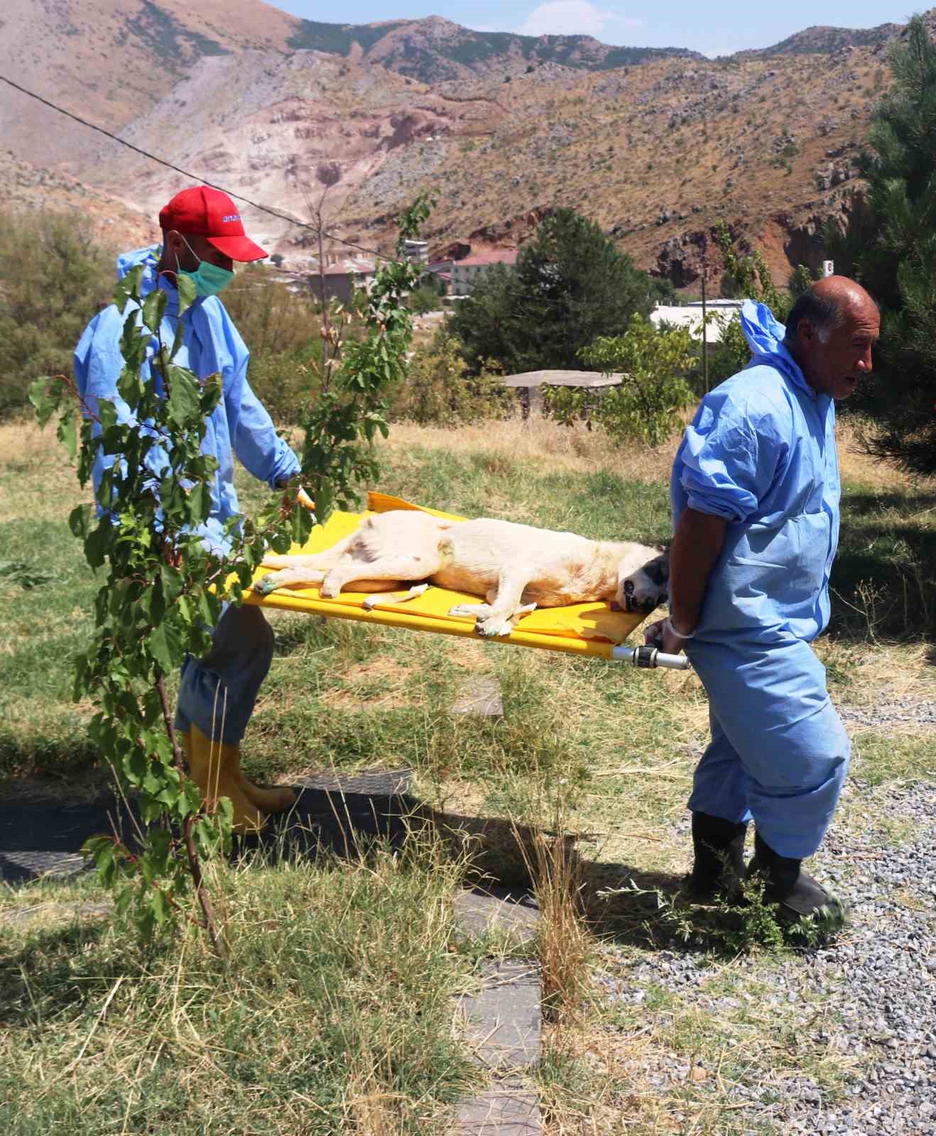 Bitlis&rsquo;te 200 sokak k&ouml;peği kısırlaştırıldı
