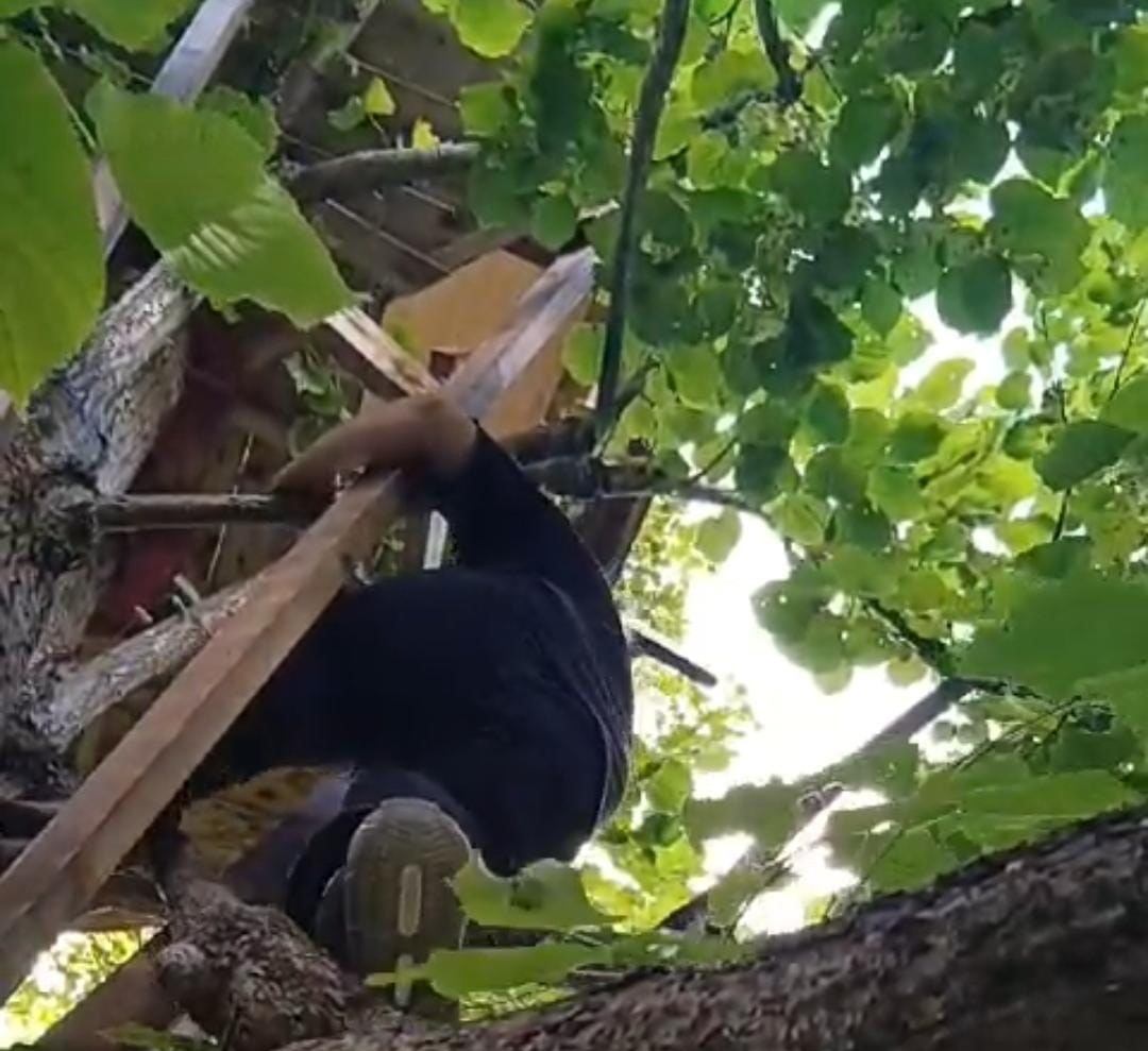Rizeli öğretmen tatilini ağacın üzerine yaptığı evde geçiriyor