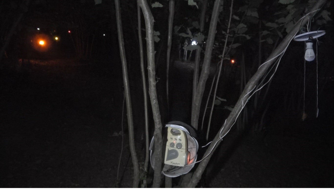 Fındık bah&ccedil;esine dadanan domuzlara Karadeniz usul&uuml; &ccedil;&ouml;z&uuml;m
