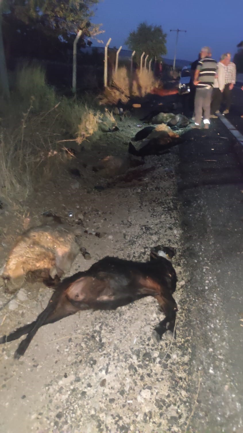 Kamyonet koyun sürüsünün arasına daldı, 25 hayvan telef oldu
