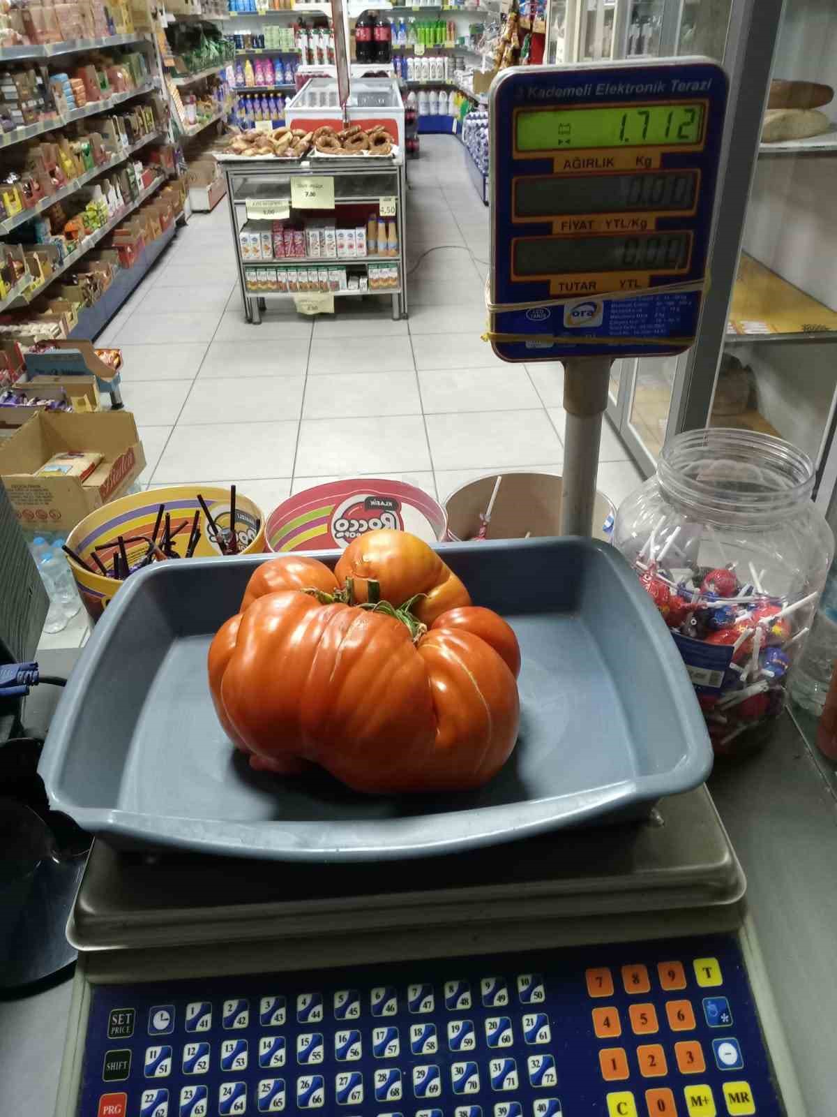(ÖZEL) Bu yılın hedefi 1,8 kilogramlık domates
