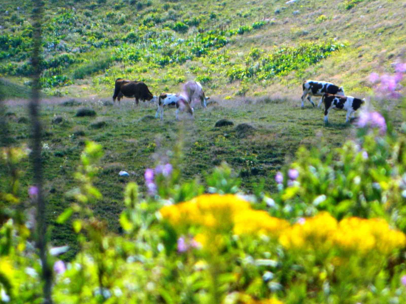 Posof&rsquo;ta iklim değişikliğinin izleri
