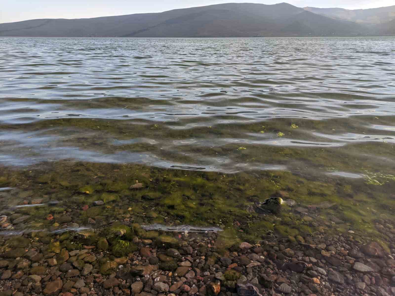 &Ccedil;ıldır G&ouml;l&uuml; yosun tuttu
