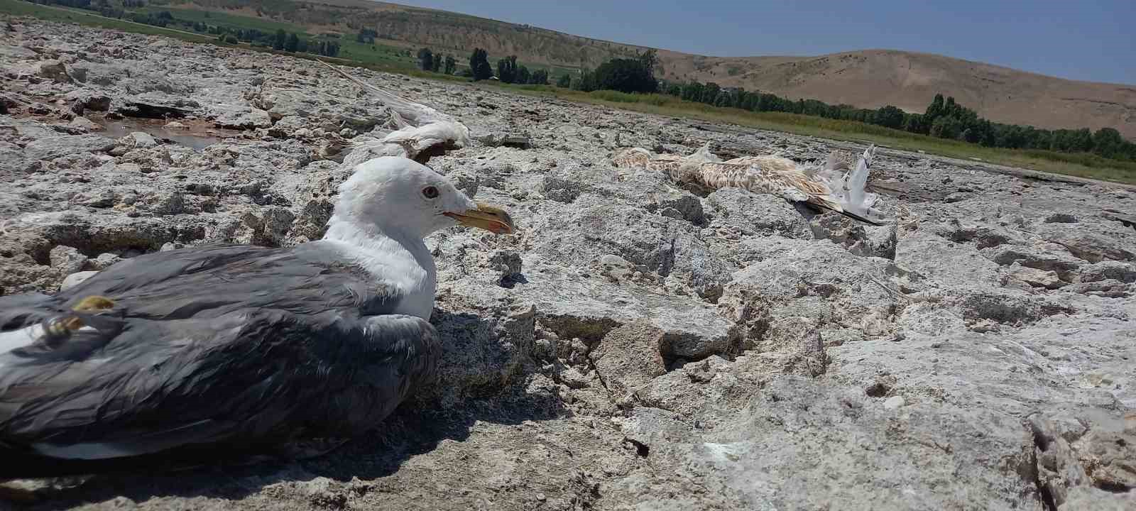 Van G&ouml;l&uuml;&rsquo;n&uuml;n Tatvan sahilinde toplu martı &ouml;l&uuml;mleri
