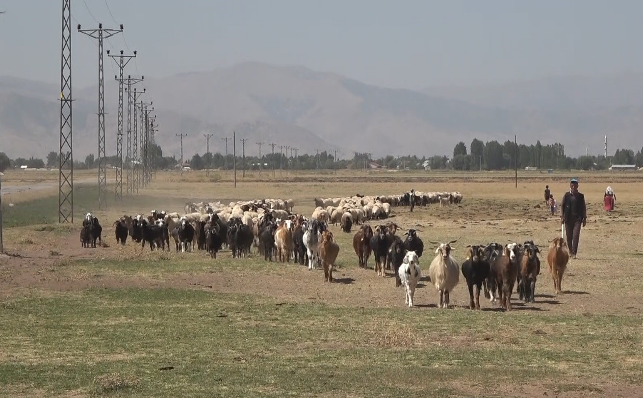 Hasat döneminin tamamlanmasıyla yaylacılar ovaya döndü