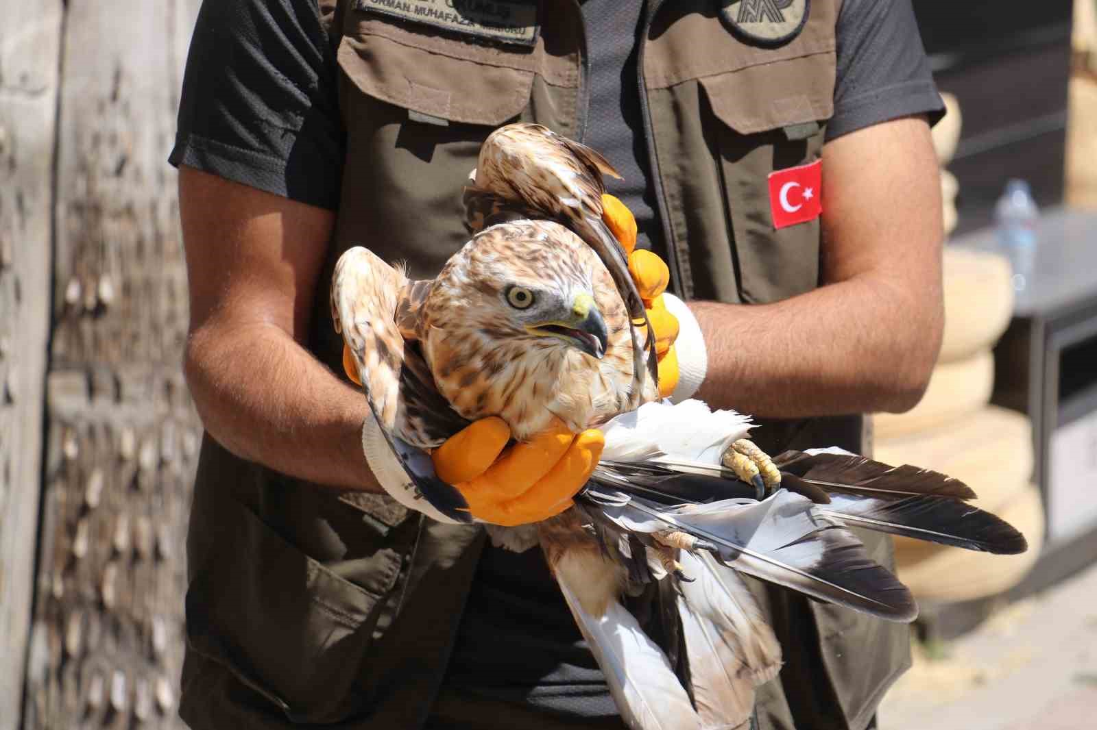 Yaralı halde bulunan ’gökyüzünün aslanı’ tedavi altında alındı