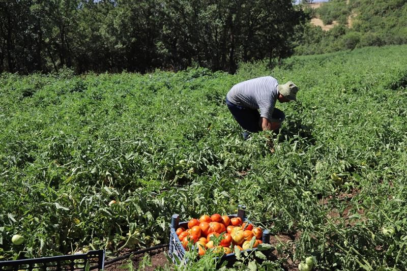 Bing&ouml;l&rsquo;de 600 dekar atıl tarım arazisi &uuml;retime kazandırıldı
