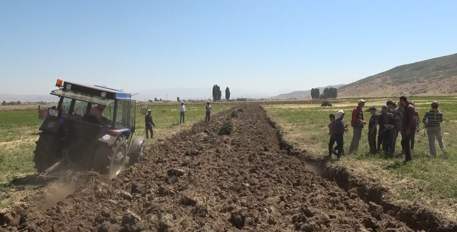 Meyan kökü bölgenin geçim kaynağı oldu