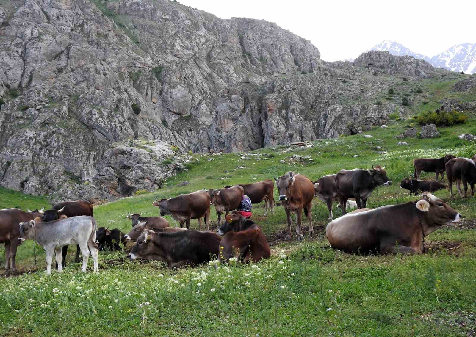 Dağ ke&ccedil;ileriyle inek s&uuml;r&uuml;s&uuml; bir arada
