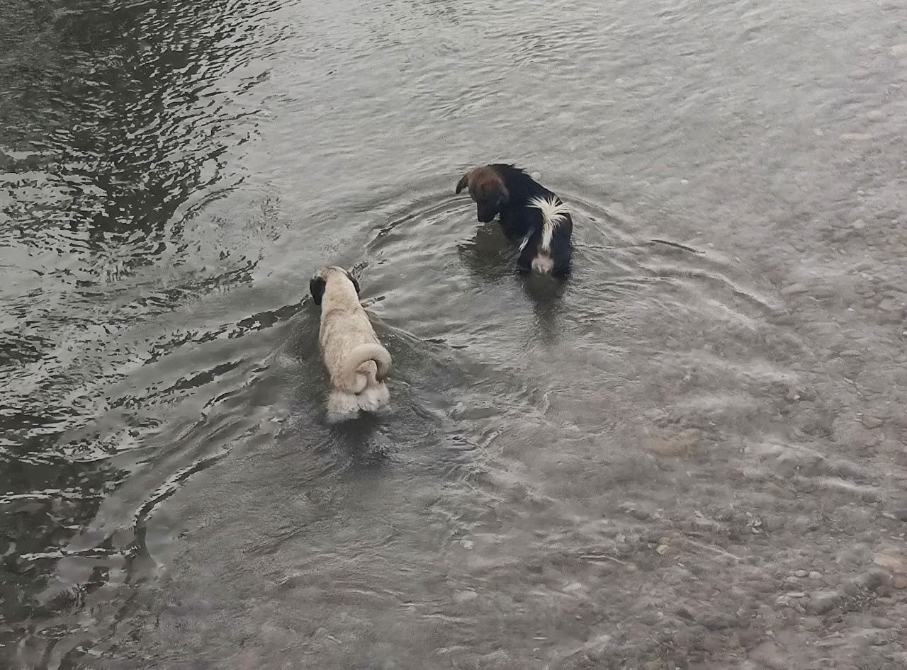 Sıcaktan bunalan köpekler Tağar Çayı’nda serinledi
