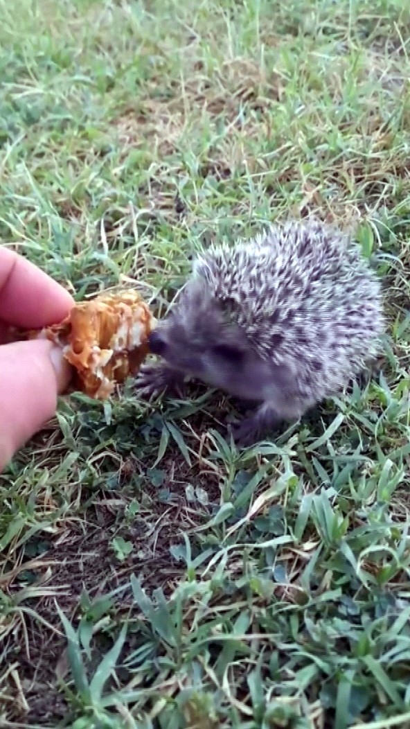 Her g&uuml;n evinin bah&ccedil;esine gelen yavru kirpiyi eliyle besliyor
