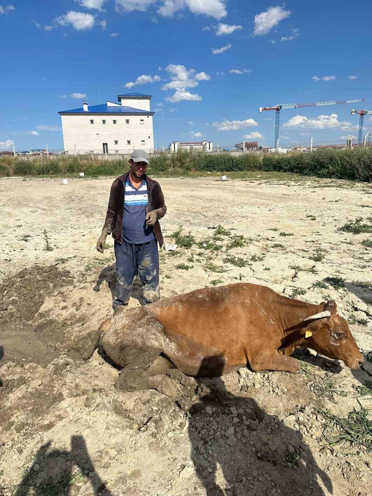 Kars&rsquo;ta su g&ouml;letine d&uuml;şen b&uuml;y&uuml;kbaş hayvan kurtarıldı
