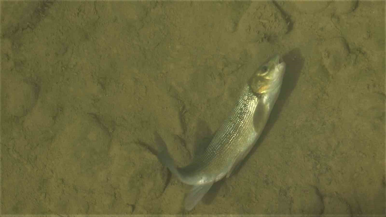 G&uuml;m&uuml;şhane&rsquo;de Harşit &Ccedil;ayı balık mezarlığına d&ouml;nd&uuml;
