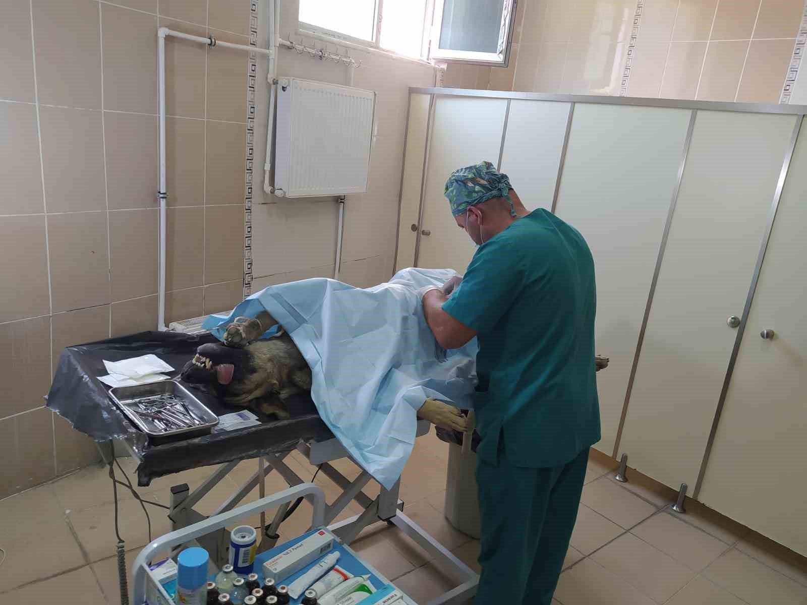 Hakkari’deki can dostlara kuduz aşısı yapıldı