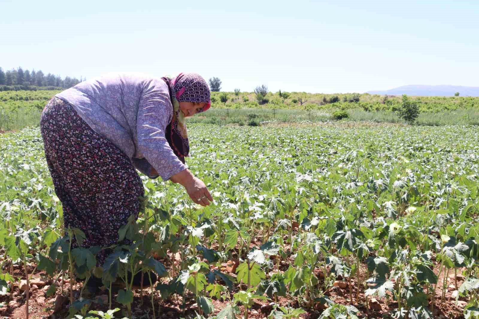’Yeşil altın’da hasat sürüyor
