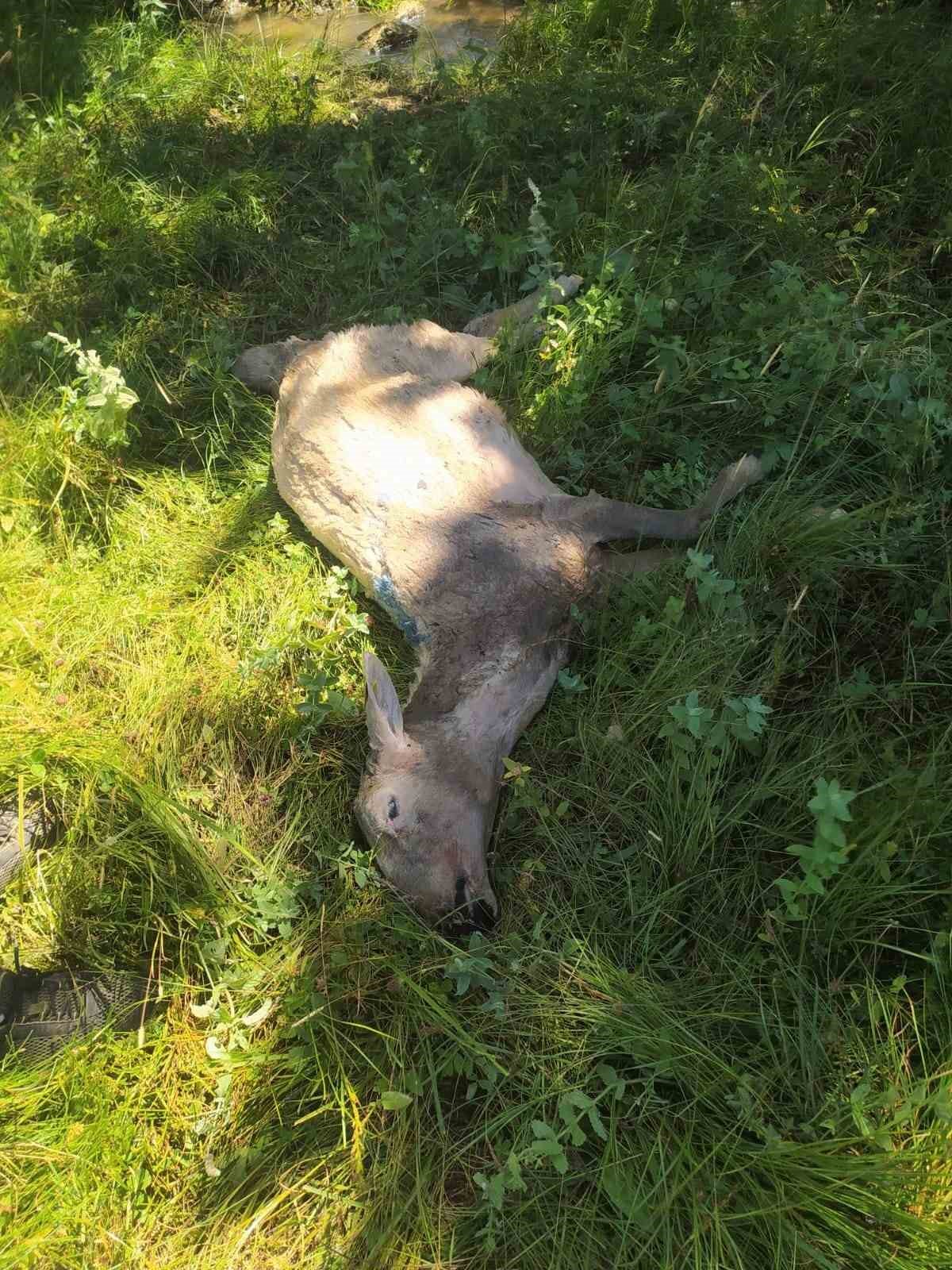 Yozgat&rsquo;ta s&uuml;r&uuml;ye saldıran kurt 30 koyunu telef etti
