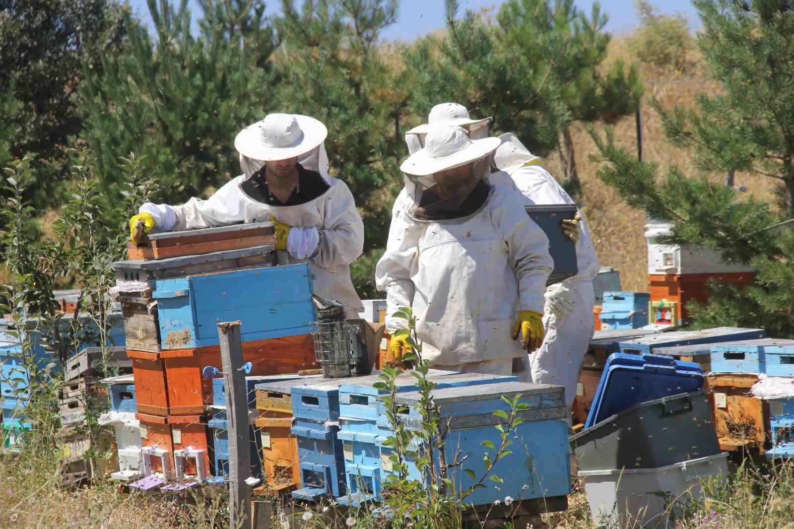 Bal üretiminde zirvede yer alan Sivas'ta rekolte düştü