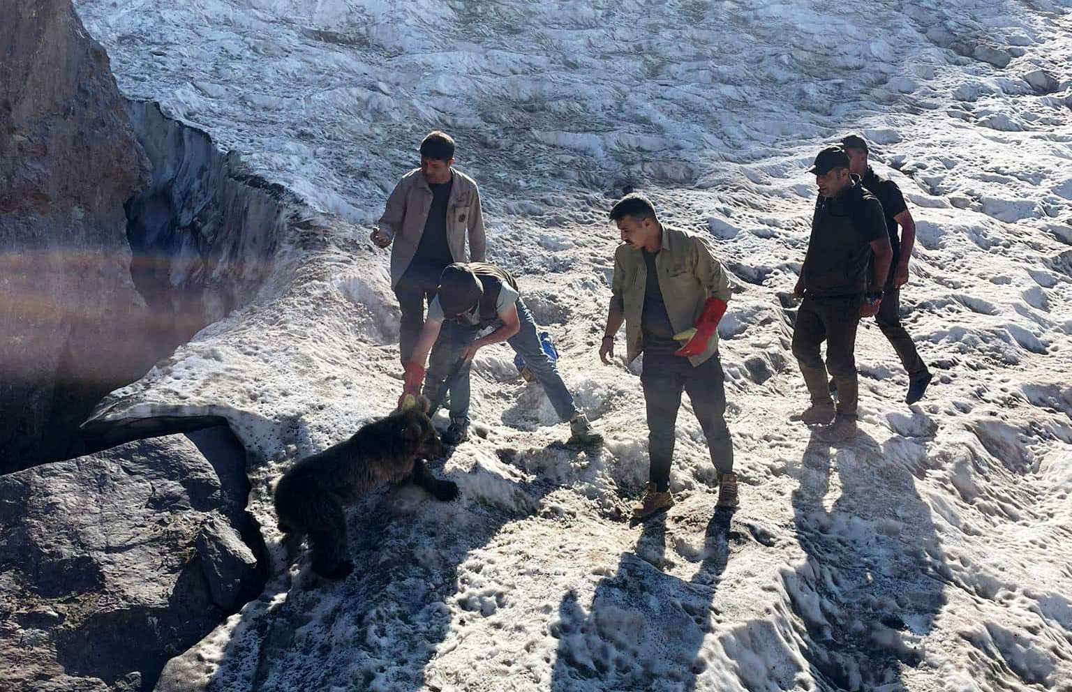 Hakkari’de kafası tenekeye sıkışan yavru ayı DKMP ekipleri tarafından kurtarıldı
