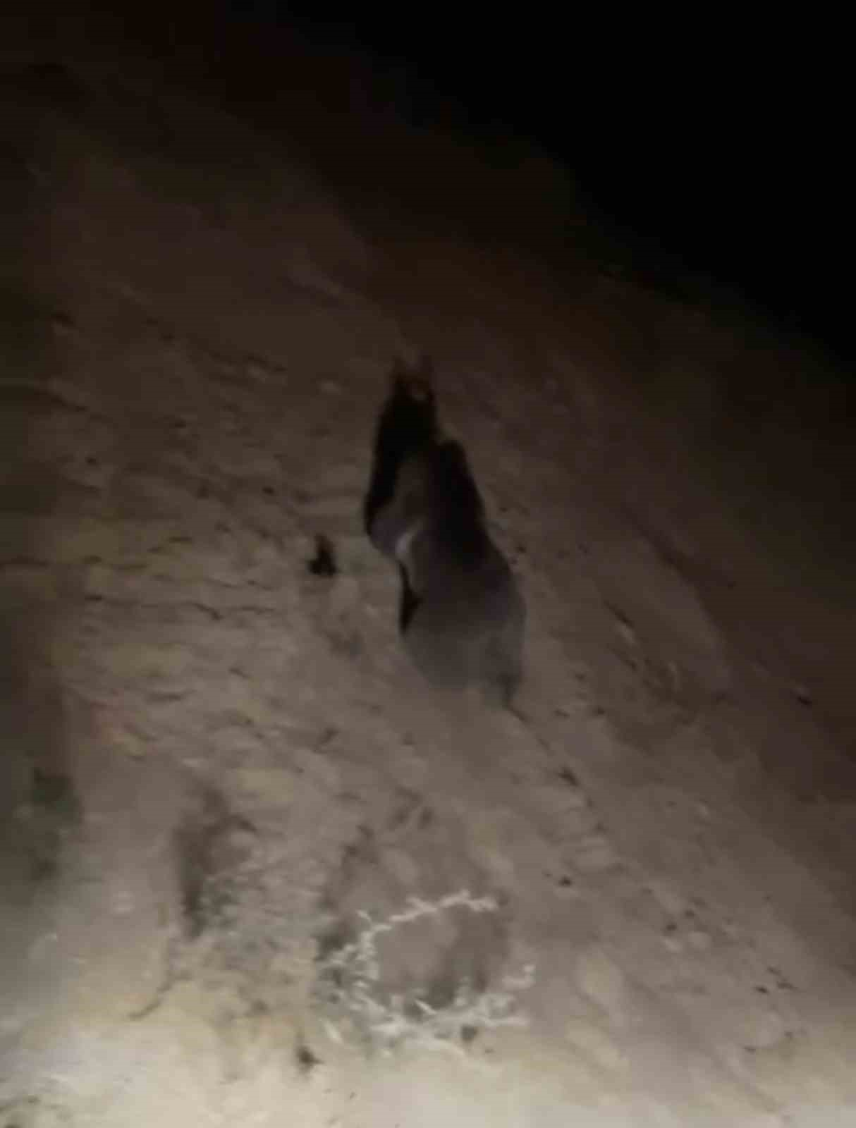 Yüksekova’da boz ayı görüntülendi